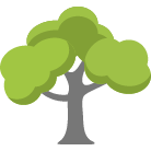 Orange Tree Removal Service