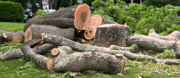 Large Tree Removal in Orange