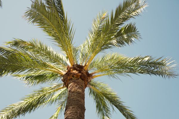 Palm Tree Removal in Orange