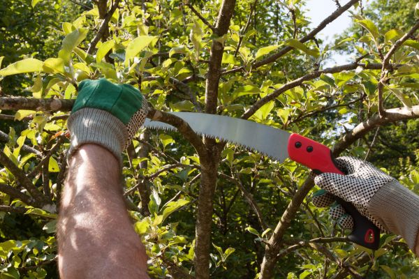 Small Tree Removal in Orange