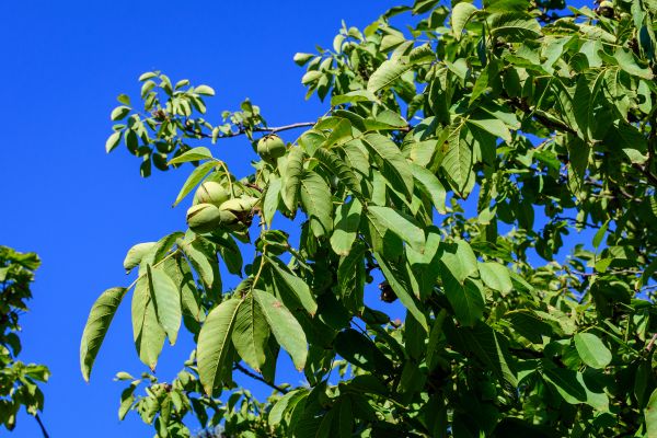 Cost of Walnut Tree Removal in Orange