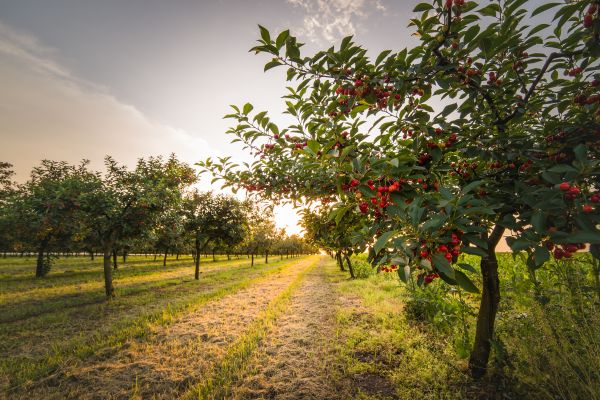 Cost of Cherry Tree Removal in Orange