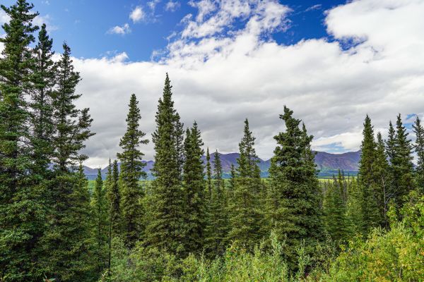 Cost of Spruce Tree Removal in Orange