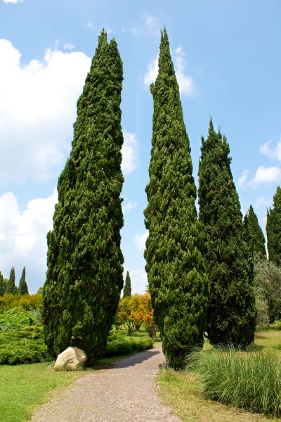 Cost of Cypress Tree Removal in Orange