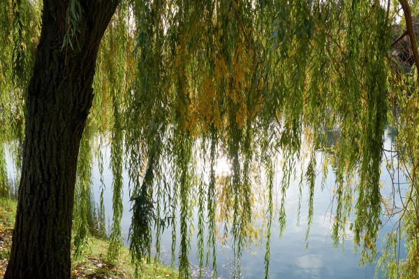 Cost of Willow Tree Removal in Orange