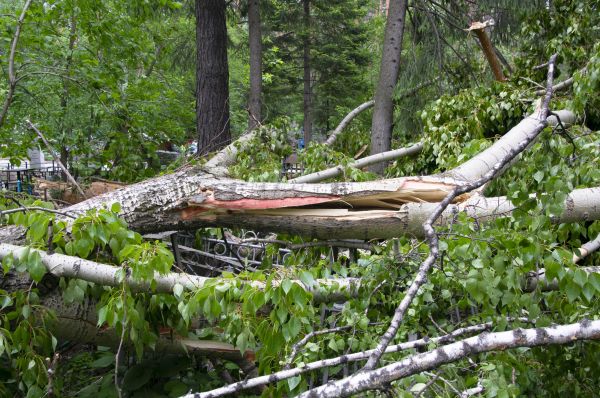 Cost of Birch Tree Removal in Orange