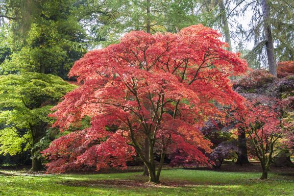 Cost of Maple Tree Removal in Orange