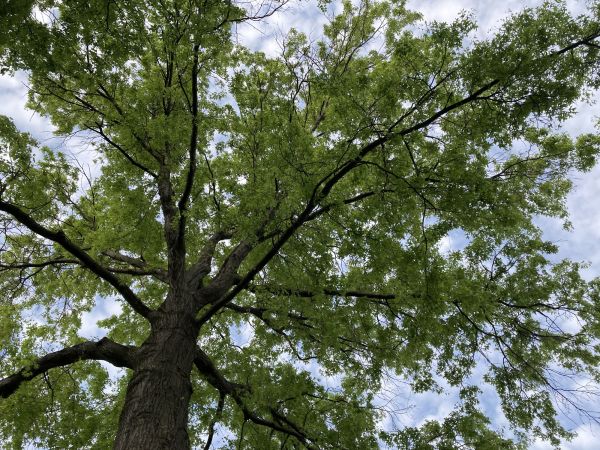 Cost of Oak Tree Removal in Orange