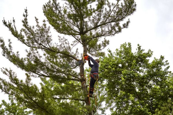 Cost of Pine Tree Removal in Orange