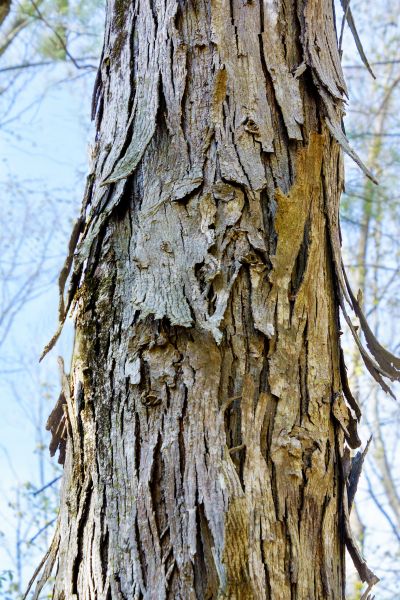 Cost of Hickory Tree Removal in Orange