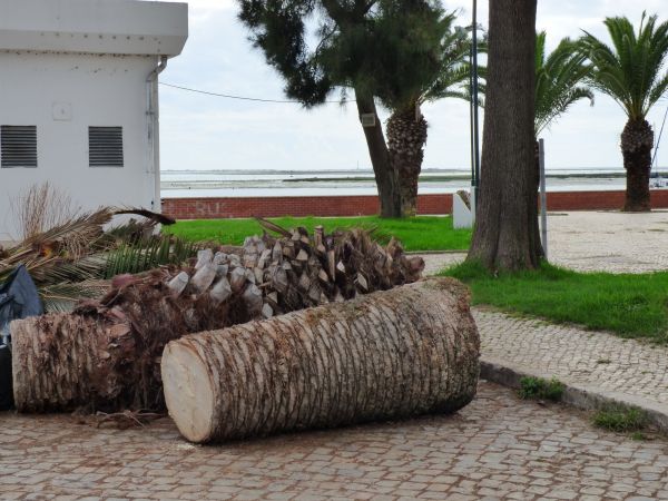 Palm Trees Removal in Orange