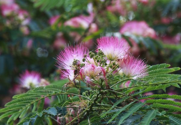 Cost of Mimosa Tree Removal in Orange