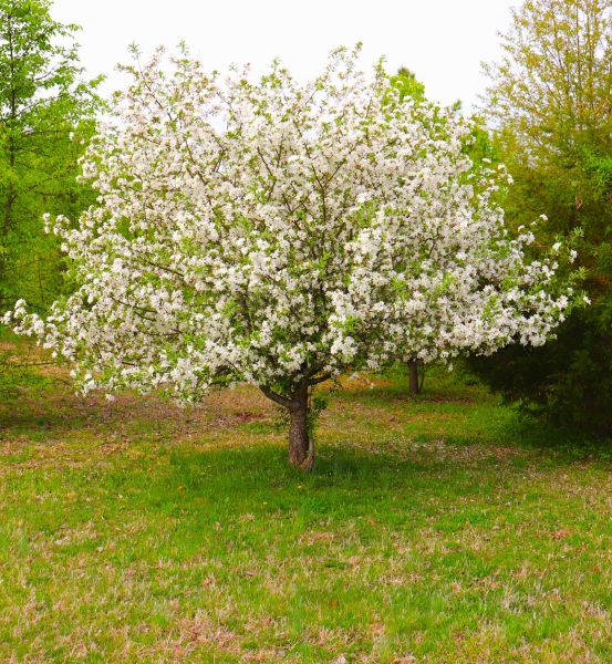 Cost of Dogwood Tree Removal in Orange