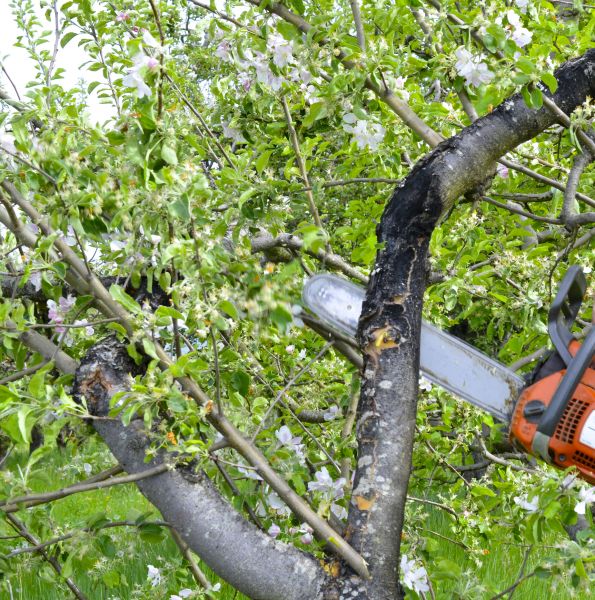 Cost of Apple Tree Removal in Orange