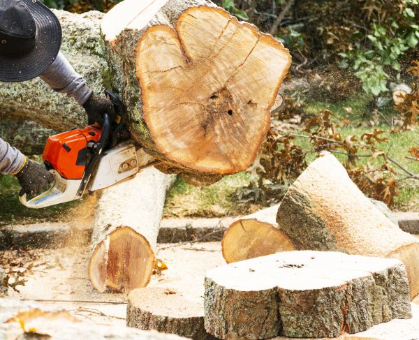 Tree Removal Service in Orange