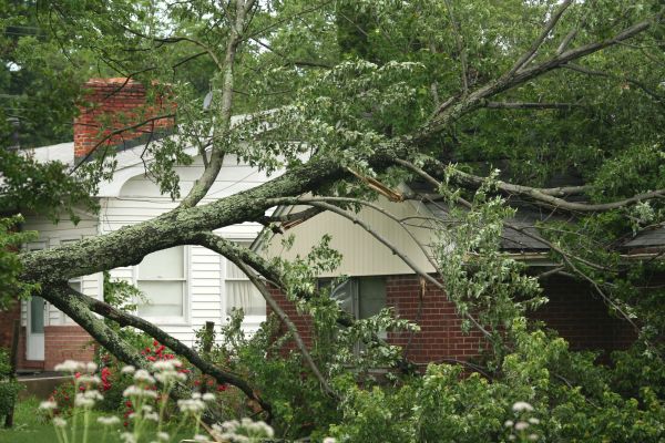 Emergency Tree Removal in Orange