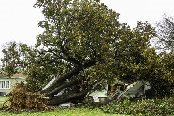 Fallen Tree Removal in Orange