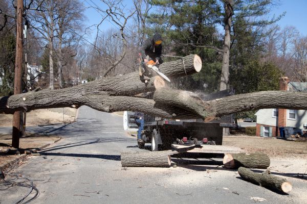 Cost of Residential Tree Removal in Orange