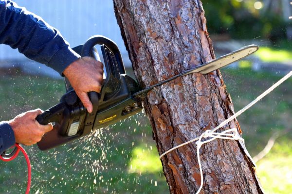 Dead Tree Removal in Orange