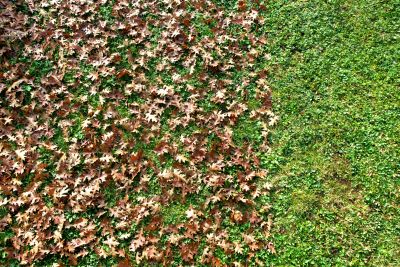 Leaves Disposed Properly