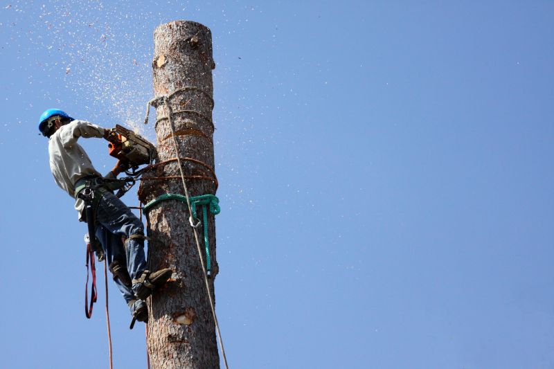 Professional Tree Dismantling