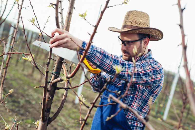 Spring Tree Cutting