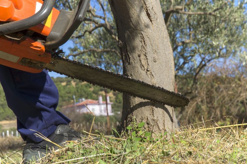 Tree Cutting in Progress