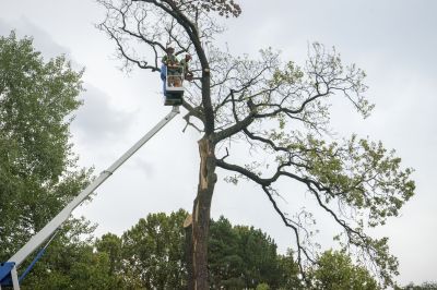 Summer Removal Challenges
