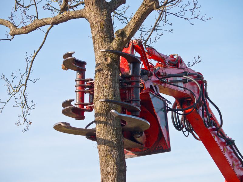 Tree Removal Equipment at Work
