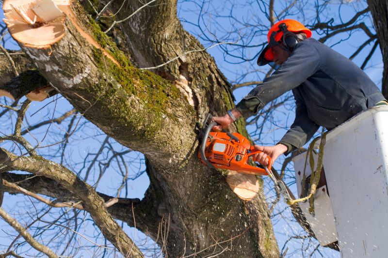 Emergency Tree Removal Services