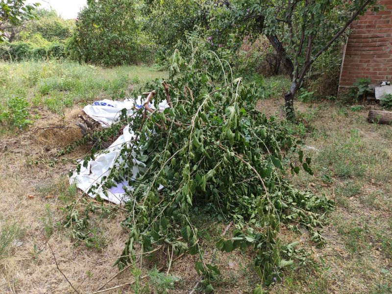 Cleanup After Tree Removal